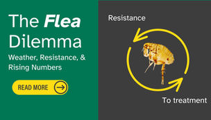 The Flea Dilemma: Weather, Resistance, and Rising Numbers