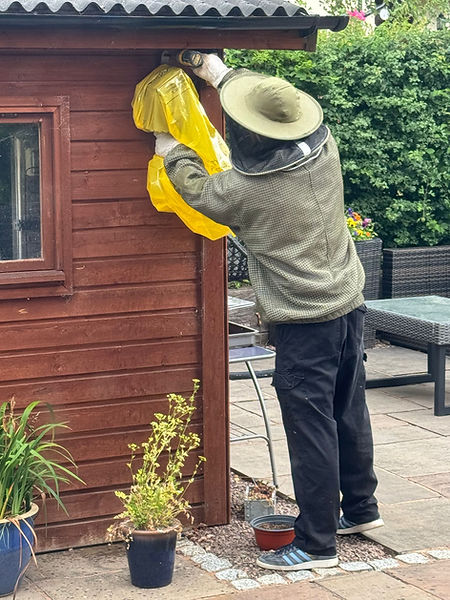 PGM pest control services, Phil Martin award winning pest technican removing a wasp nest from an outbuilding.