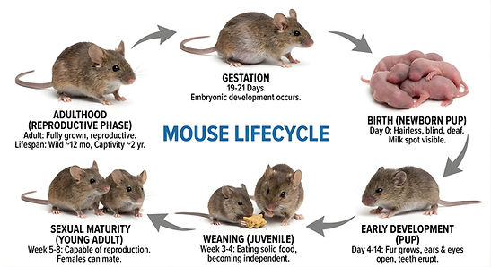 A circular infographic using photos to illustrate the six stages of a mouse's life gestation, birth, early development, weaning, sexual maturity, and adulthood