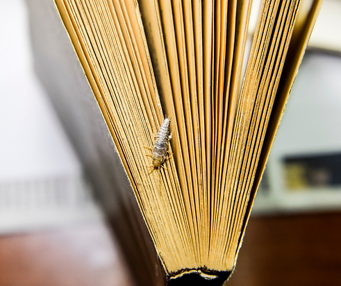 a close up image of a silverfish damaging paperback book