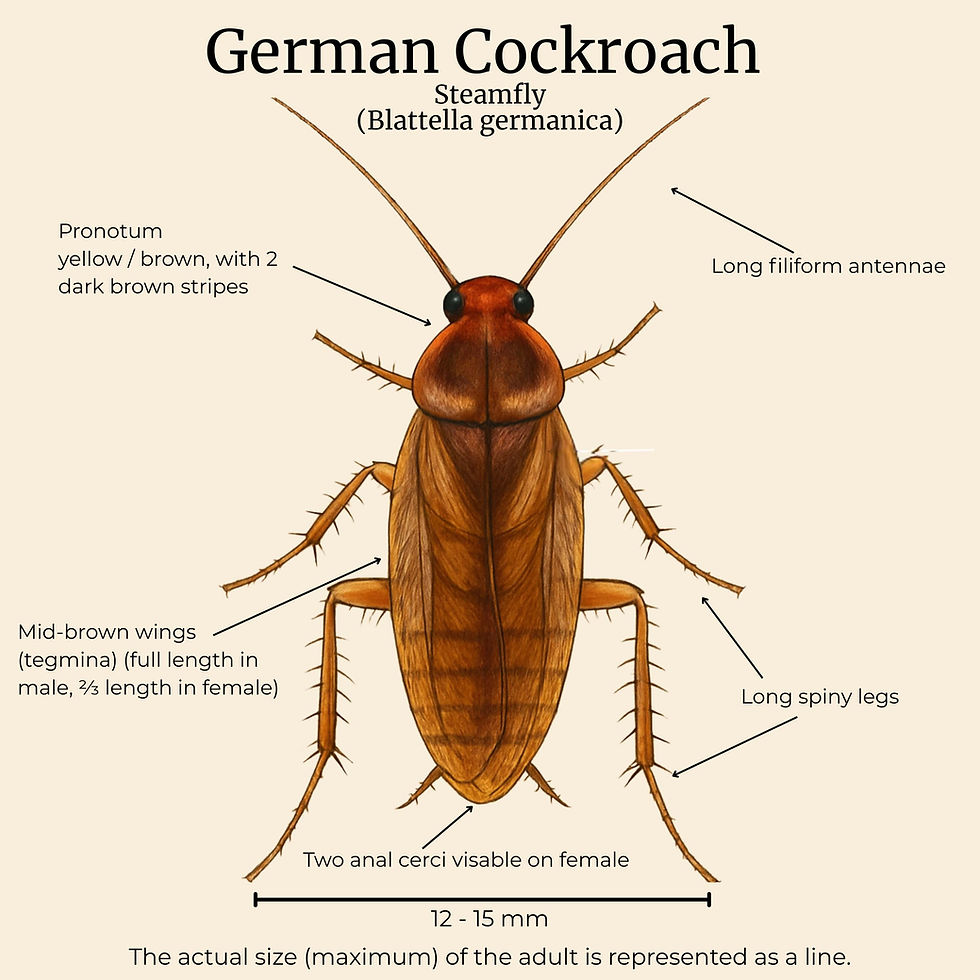 Anatomical diagram of the German Cockroach (Blattella germanica), by PGM and son pest control, UK pest experts