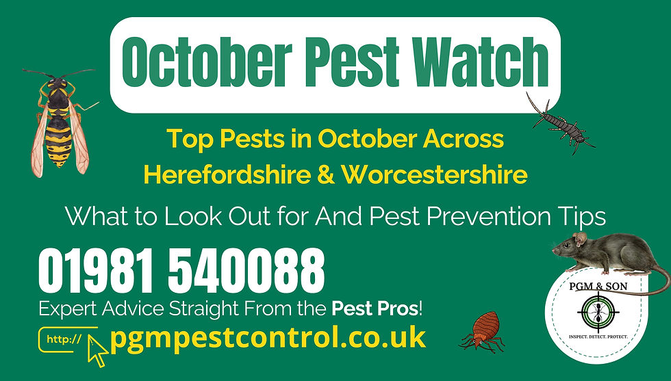 October Pest Watch: Protect Your Home & Business in Herefordshire & Worcestershire