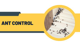 Infographic showing eco-friendly ant control methods by award-winning BPCA and NPTA certified pest technicians