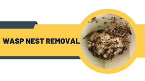 Infographic showing wasp nest removal services by award-winning BPCA and NPTA certified pest technicians at PGM 