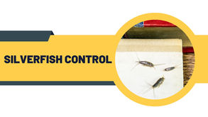 Infographic showing eco-friendly silverfish control methods by award-winning BPCA and NPTA certified pest technicians