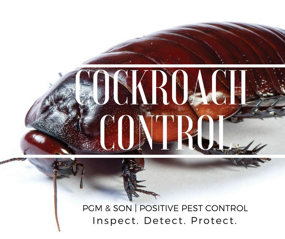 Cockroach Control
