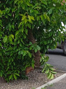 PGM and Son, image of a swarm honeybees nestled on a tree in Bromyard Herefordshire, we relocated the bees safetly