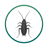 Cockroaches