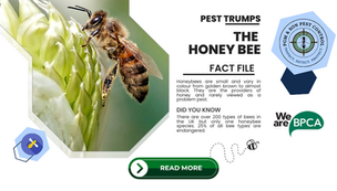 The Honeybee 101