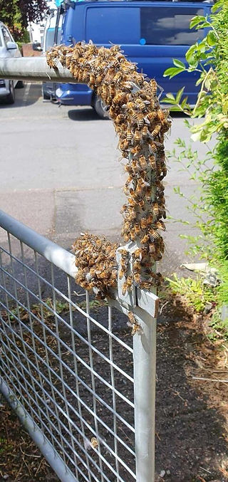 Bee swarm relocation of honey bees nestled on a school gate in Bromsgrove Worcestershire by PGM pest control services