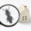 Effective treatment solutions; Identification of Ant Species