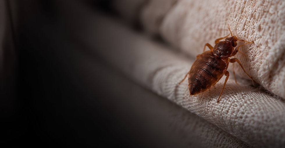 How to Spot the Tell-Tale Signs of Bed Bugs