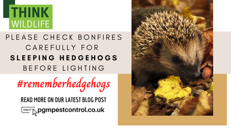 Keep an eye out for Nature's Pest Controllers this Bonfire Night