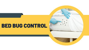 Infographic showing eco-friendly bed bug control methods by award-winning BPCA and NPTA certified pest technicians