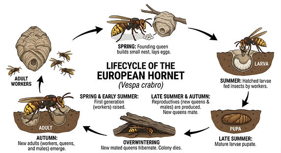 The Lifecycle of The European hornet (Vespa crabro) infographic