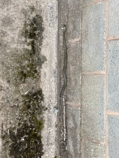 PGM & SON; this week one of our pest technicians came across this lovely grass snake on his travels. 