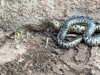 PGM & SON; this week one of our pest technicians came across this lovely grass snake on his travels. 