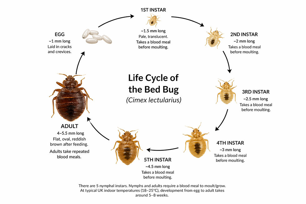 Infographic circular diagram showing the life cycle of a bed bug egg, five nymph stages, and adult, with arrows connecting each stage on a white background