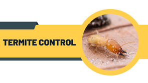 Infographic showing eco-friendly termite control methods by award-winning BPCA and NPTA certified pest technicians
