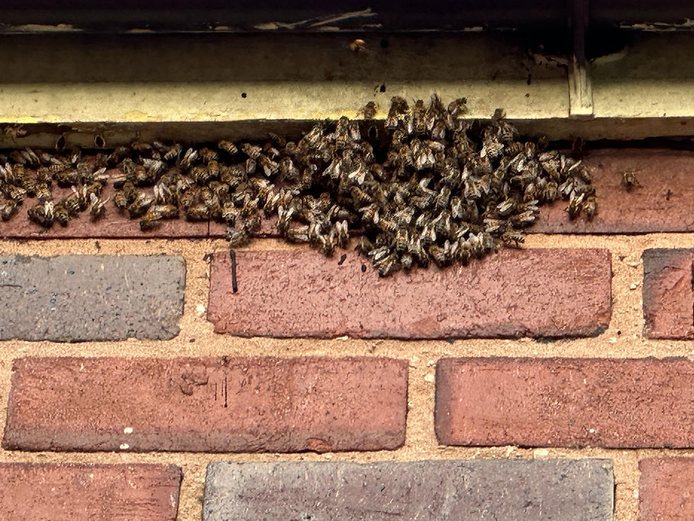 Bees nesting in roof space in Worcestershire