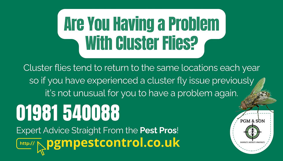 Are You Having a Problem With Cluster Flies?