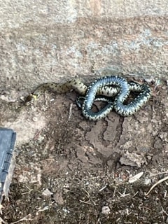 PGM & SON; this week one of our pest technicians came across this lovely grass snake on his travels. 