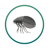Fleas