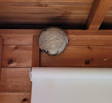 Professional Wasp Nest Removal in Progress by Our Expert Technician