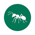 Ants