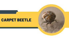 Infographic showing eco-friendly carpet beetle control methods by award-winning BPCA and NPTA certified pest technicians