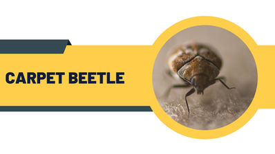Infographic showing eco-friendly carpet beetle control methods by award-winning BPCA and NPTA certified pest technicians