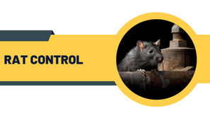 Infographic showing eco-friendly rat rodent control methods by award-winning BPCA and NPTA certified pest technicians