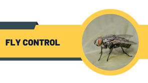 Infographic showing eco-friendly fly control methods by award-winning BPCA and NPTA certified pest technicians