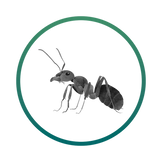 Ant Control