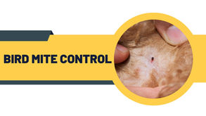 Infographic showing eco-friendly bird mite control methods by award-winning BPCA and NPTA certified pest technicians