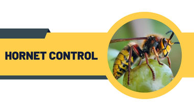 Infographic showing hornet nest removal services