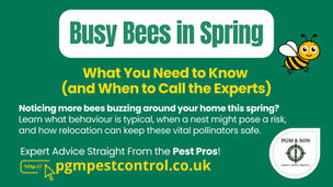 Busy Bees in Spring: What You Need to Know (and When to Call the Experts)
