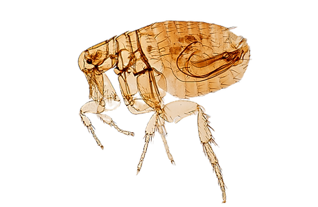 A magnified left lateral view of a male flea.