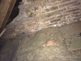 Contaminated loft insulation containing rodent carcasses and droppings, highlighting areas requiring professional removal and cleaning