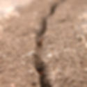 Signs of an ant infestation; Ant Trails