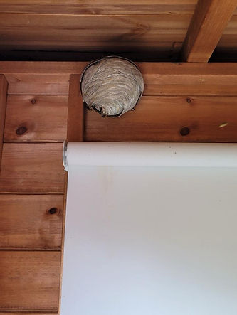 Hornet Nest found in a shed in Worcestershire