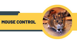 Mouse control infographic for mice removal 
