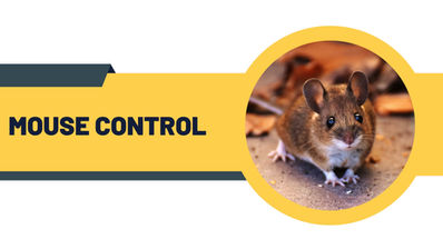 Mouse control infographic for mice removal