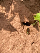 Gooden's nomad bee close up image before relocating progromme by PGM pest control in Herefordshire