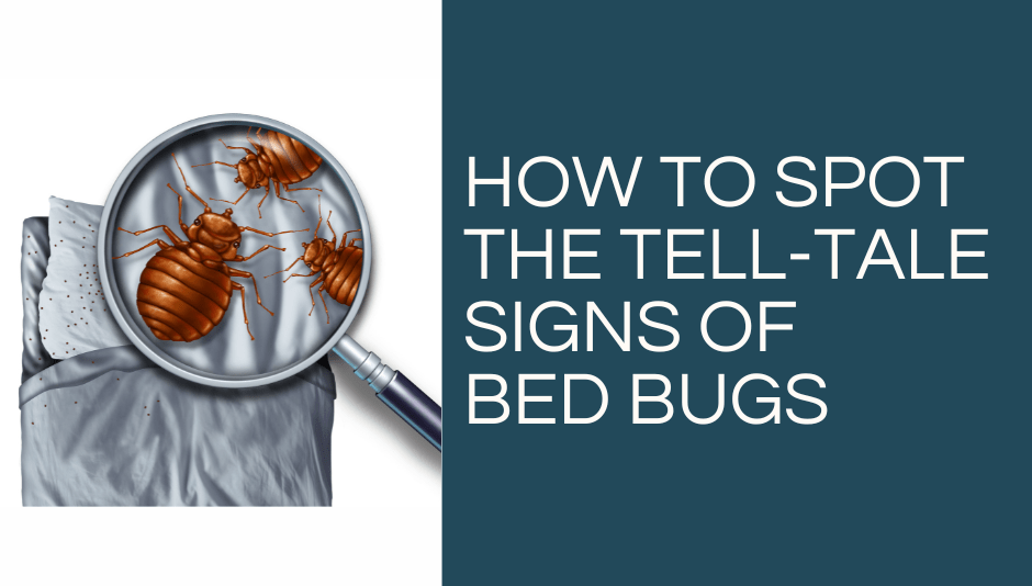 Bed Bug Swab Service for Hotels and Holiday Lets throughout Herefordshire & Worcestershire