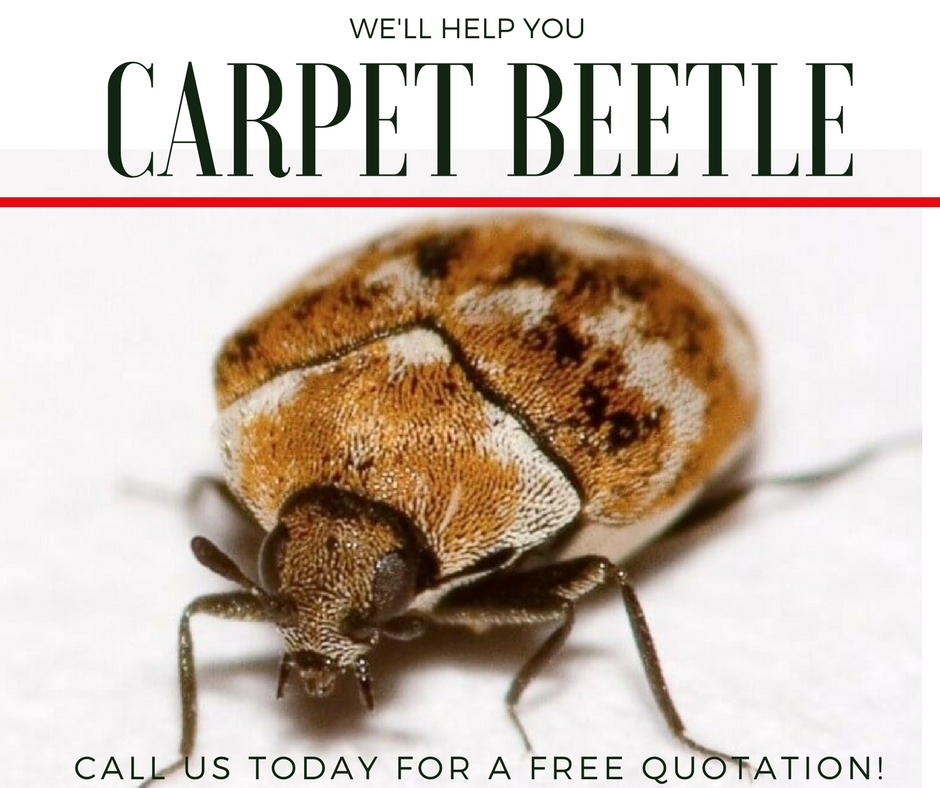 Carpet Beetle Control