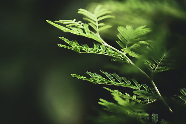 pexels-mstudio-1253602.jpeg