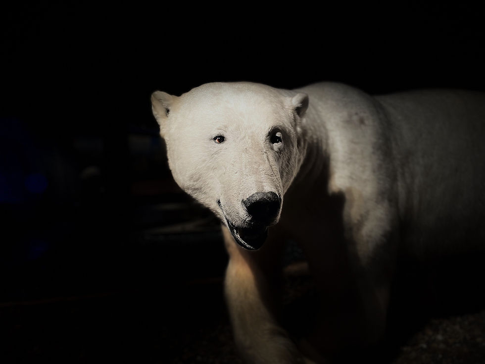 Icebear