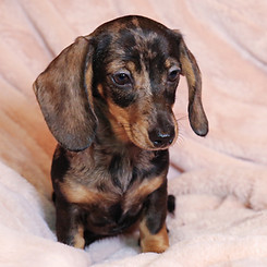 Scottish Breeder of Mini Dachshunds