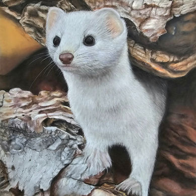 Winter Weasel